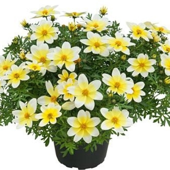 Bidens 'Spicy Electric White' - Bidens