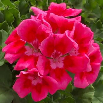 Pelargonium x Calliope® Medium Rose Mega Splash Improved - Geranium, Hybrid