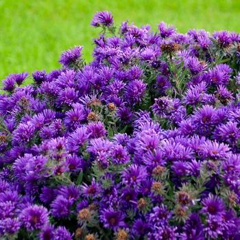 Aster novae-angliae 'Grape Crush' - Aster