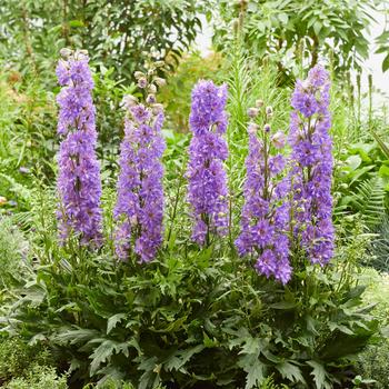 Delphinium Delgenius&trade; 'Breezin'' - Larkspur