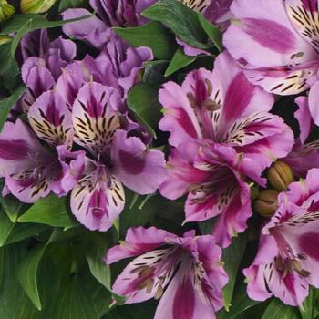 Alstroemeria 'Mulan' (Peruvian Lily) - Colorita® Mulan®