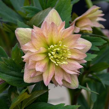 Helleborus x 'Wedding Party® Mother of the Bride' - Lenten Rose