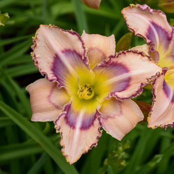 Hemerocallis 'Handwriting on the Wall' - Daylily