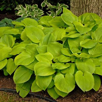 Hosta 'August Moon' - Plantain Lily
