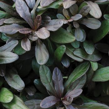 Ajuga reptans 'Chocolate Chip' - Bugleweed