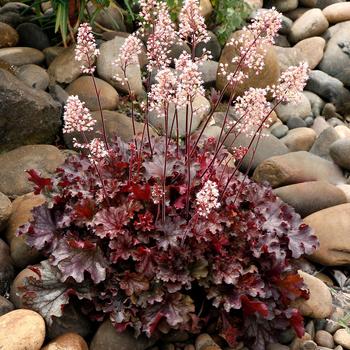 Heuchera 'Ruby Tuesday' - Coral Bells