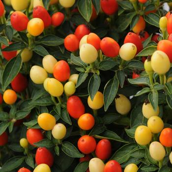 Capsicum annuum 'Hot Pops Yellow' - Ornamental Pepper