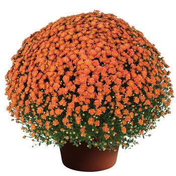Chrysanthemum x morifolium (Garden Mum) - Jacqueline™ ''Orange Fusion''