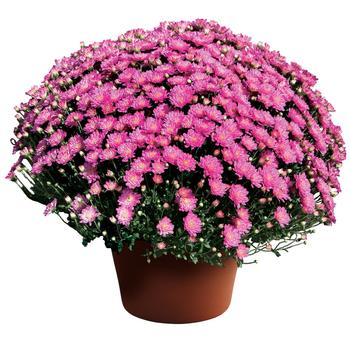 Chrysanthemum x morifolium (Garden Mum) - Jacqueline™ ''Pink''