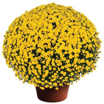 Chrysanthemum x morifolium - Jacqueline Yellow