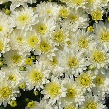Chrysanthemum grandiflorum - Moonglow White