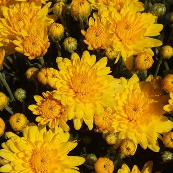 Chrysanthemum grandiflorum - Sundance Yellow
