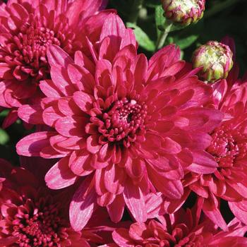 Chrysanthemum x morifolium - Wanda™ Purple