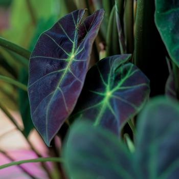 Colocasia esculenta 'Illustris' Elephant's Ear - Colocasia 