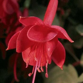 Fuchsia 'Marinka' - Fuchsia