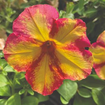 Petunia 'Fun House™ Potpourri' - Petunia