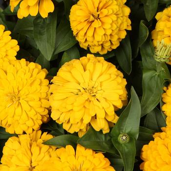 Zinnia elegans 'Magellan™ Yellow' - Zinnia