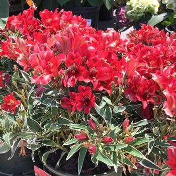 Alstroemeria 'Katiana' (Peruvian Lily) - Colorita® Katiana