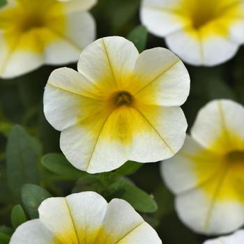 Calibrachoa - MiniFamous&reg; Uno White Gold