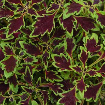Solenostemon scutellarioides 'MicroBlaze™ Matchsticks' - Coleus