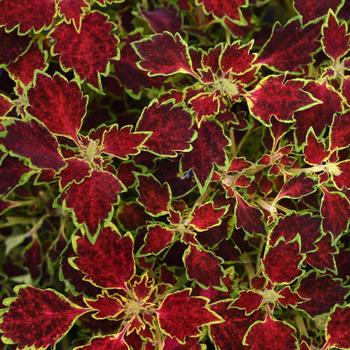 Coleus TrailBlazer™ 'Glory Road' - Coleus 