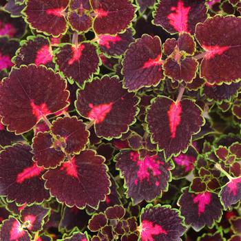 Coleus