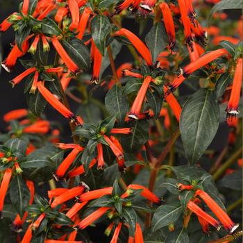 Cuphea (Firecracker Plant)