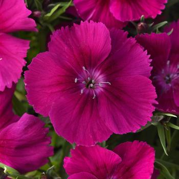 Dianthus chinensis (Pinks) Coronet™ 'Purple' - Dianthus 