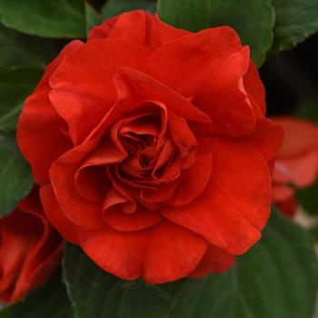 Impatiens walleriana 'Glimmer™ Bright Red' - Impatiens, Double