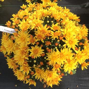 Chrysanthemum - Conaco Gold