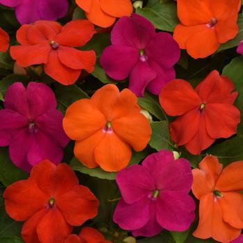 Impatiens walleriana 'Beacon® Sanibel Mix' PPAF - Impatiens