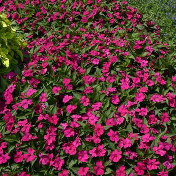 Impatiens 'Solarscape™ Neon Purple' - Impatiens