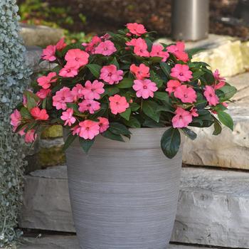 Impatiens Solarscape™ 'XL Salmon Glow' - Impatiens 