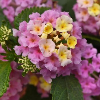 Lantana - Little Lucky&trade; Lavender