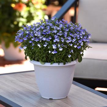 Lobelia erinus 'Magadi&8482; Compact Blue Bay' - Lobelia