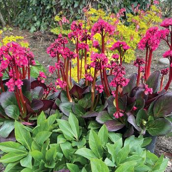 Bergenia Vintage™ 'Rose' - Pigsqueak