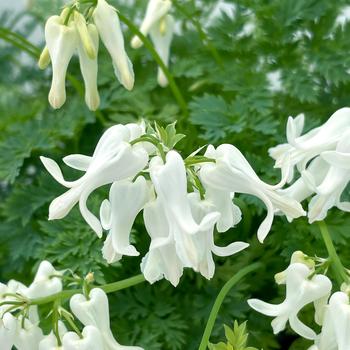 Dicentra Amore™ 'Titanium' - Bleeding Heart 