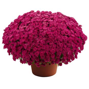 Chrysanthemum (Garden Mum) - Adriana™ Purple