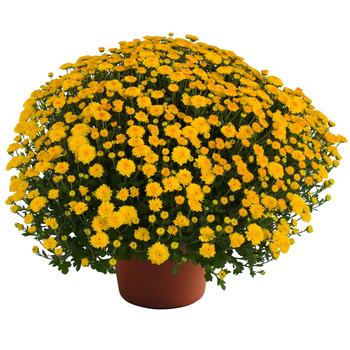 Chrysanthemum x morifolium - Hailey™ Gold Improved