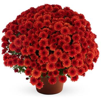 Chrysanthemum x morifolium - Judy™ Bronze