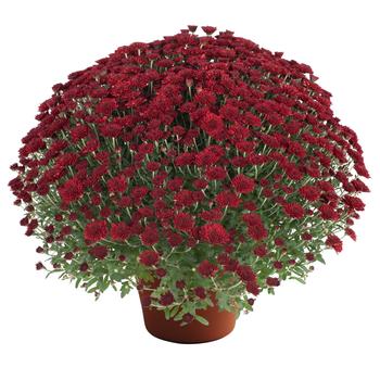 Chrysanthemum x morifolium - Selena™ Red