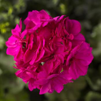 Pelargonium 'Calliope® Cascade Violet' - Geranium, Hybrid