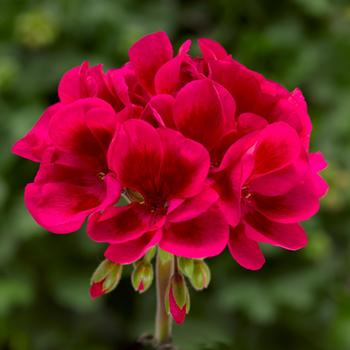 Pelargonium 'Mojo™ Cranberry Splash' - Geranium, Zonal