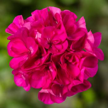 Pelargonium Mojo™ Dark Pink - Geranium, Zonal