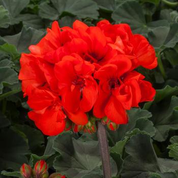 Pelargonium 'Mojo™ Orange' - Geranium, Zonal