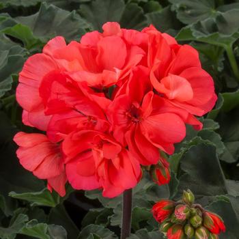 Pelargonium 'Mojo™ Salmon' - Geranium, Zonal