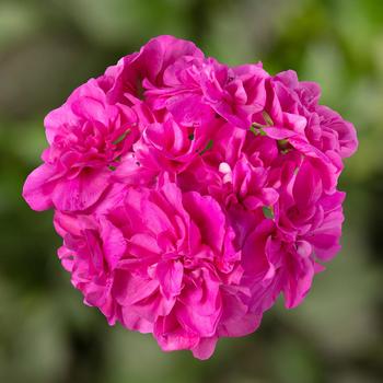 Pelargonium peltatum 'Ivy League&8482; Amethyst' - Geranium, Ivy