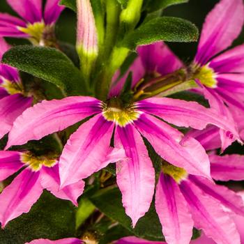 Scaevola aemula 'Bombay® Pink' - Scaevola