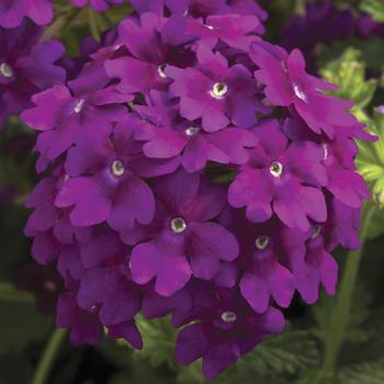 Verbena 'Lanai® Deep Purple' - Verbena