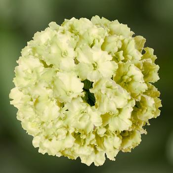 Verbena - Lanai&reg; Green Apple